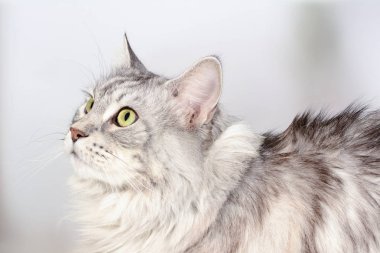Kuşa seyir yetişkin maine coon portresi kapatın. Gümüş tabby ciddi kedi.