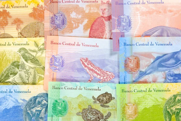 Notas de bolivar da velha Venezuela, notas diferentes. Bolivar fuerte venezuelano. bonito bolivares lado reverso colorido com animais close up fundo . — Fotografia de Stock