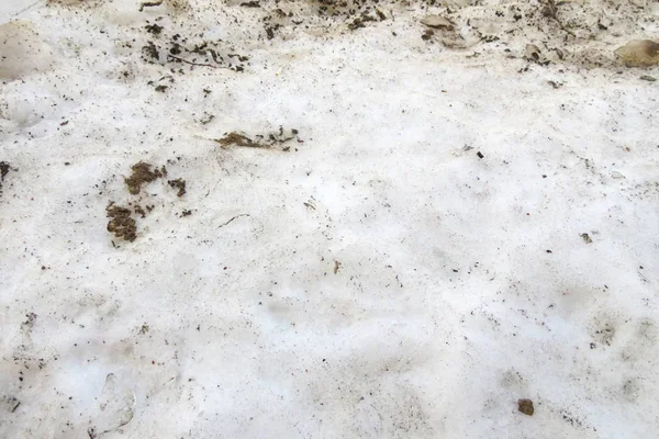 Brudna Sprężyna rozmrożona śnieg. Białe tło. — Zdjęcie stockowe