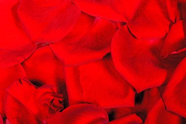 Kırmızı gül yaprakları arka plan ve testler, yakın çekim makro, yüksek çözünürlüklü 1. Doğanın romantizm geçmişi