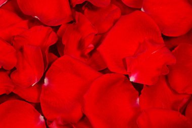 Kırmızı gül yaprakları arka plan ve testler, yakın çekim makro, yüksek çözünürlüklü 5. Doğanın romantizm geçmişi