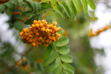 Meyve, Doğa, dal, yaprak, Olgun, tarım, ağaç, gıda, bitki, büyüme, tazelik, kırmızı, yeşil renk, yaz, açık havada, kırpma, yakın çekim, sonbahar, sezon, sarı