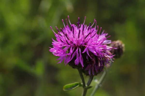 Natuur Paars Bloem Plant Zomer Close Petal Bloem Hoofd Plantkunde — Stockfoto