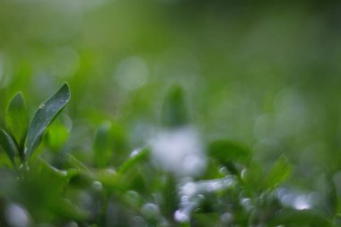 Doğal yeşil çimen arka planı