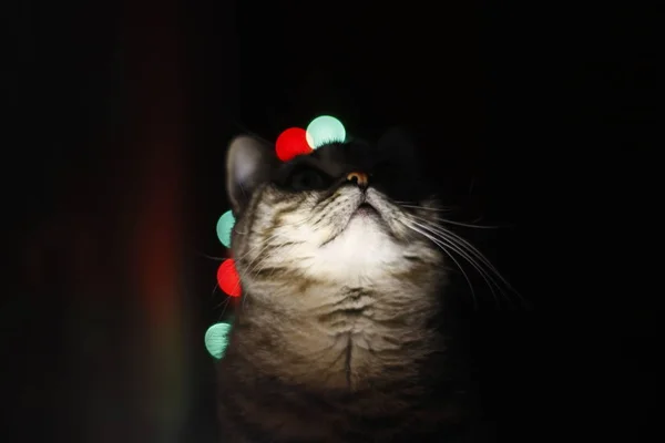 귀여운 고양이 초상화 스러운 — 스톡 사진