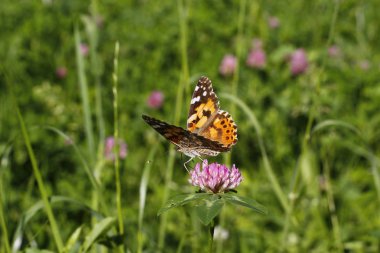 Çiçekteki güzel kelebek 