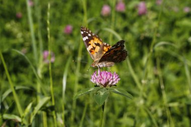 Çiçekteki güzel kelebek 