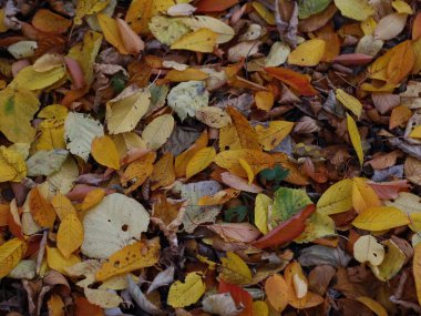 Sonbaharda sarı yapraklar, sonbahar mevsimi