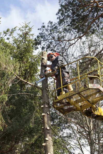 Two workers with a chainsaw trimming the tree branches on the high Hydraulic mobile platform.