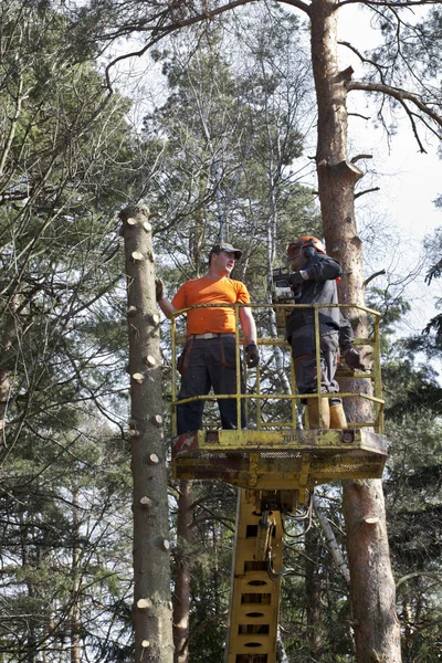 Two workers with a chainsaw trimming the tree branches on the high Hydraulic mobile platform.