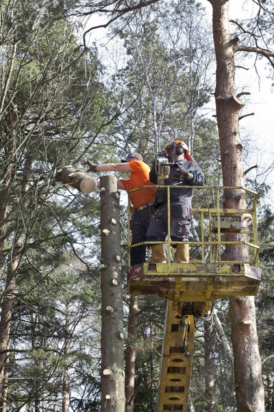 Two workers with a chainsaw trimming the tree branches on the high Hydraulic mobile platform.