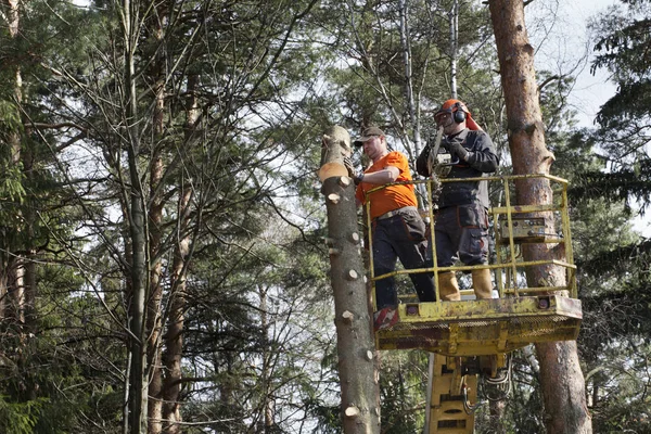 Two workers with a chainsaw trimming the tree branches on the high Hydraulic mobile platform.