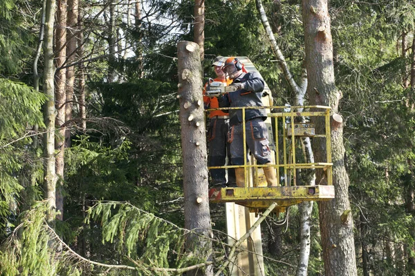 Two workers with a chainsaw trimming the tree branches on the high Hydraulic mobile platform.