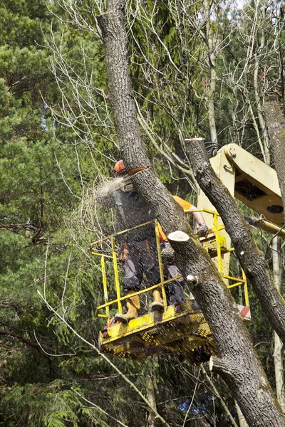 Two workers with a chainsaw trimming the tree branches on the high Hydraulic mobile platform.