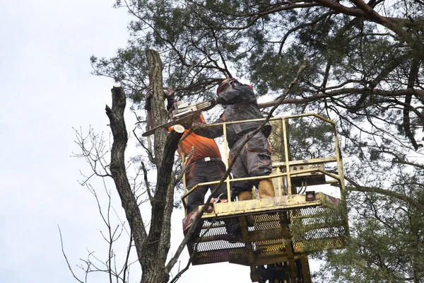 Two workers with a chainsaw trimming the tree branches on the high Hydraulic mobile platform.