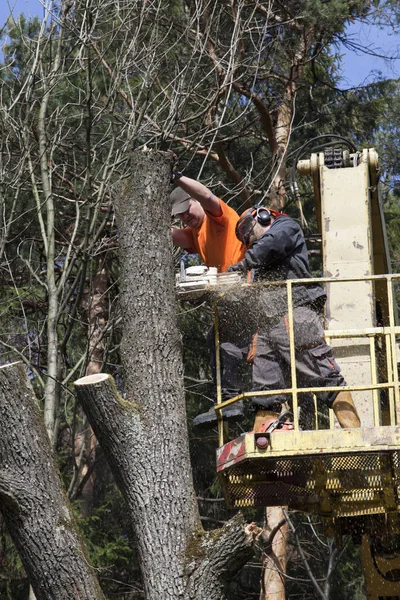 Two workers with a chainsaw trimming the tree branches on the high Hydraulic mobile platform.