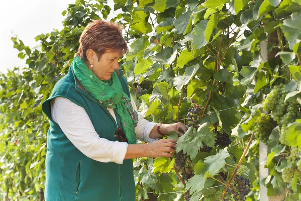 Manager controls ripening grapes in the vineyard.