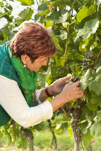 Manager controls ripening grapes in the vineyard.