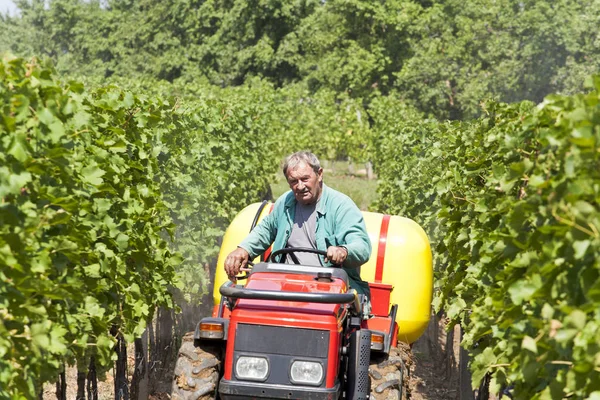 Small agriculture machinery sprayer in action in vineyard.