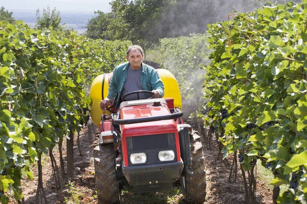 Small agriculture machinery sprayer in action in vineyard.