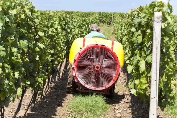 Small agriculture machinery sprayer in action in vineyard.