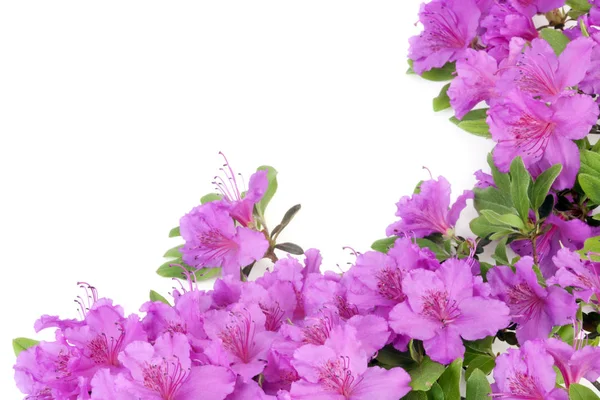 Purple Japanese Azalea isolated on white background. Selective focus. Bunch of many light purple color flowers.