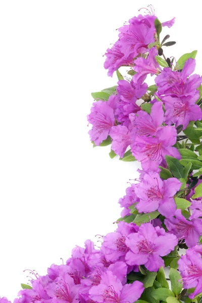 Purple Japanese Azalea isolated on white background. Selective focus. Bunch of many light purple color flowers.