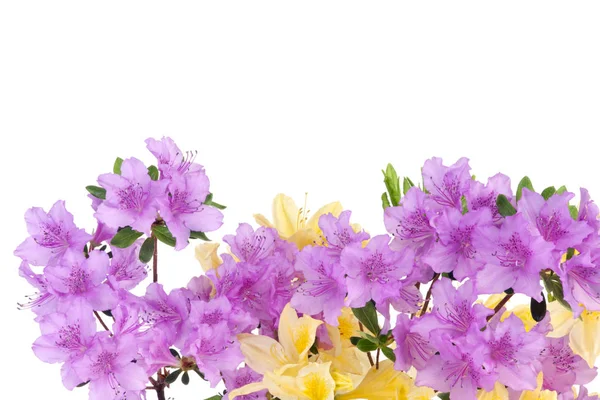 Purple Japanese Azalea isolated on white background. Selective focus. Bunch of many light purple color flowers.