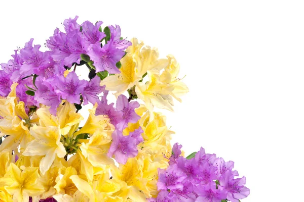 Purple and yellow Japanese Azalea on white background. Selective focus.