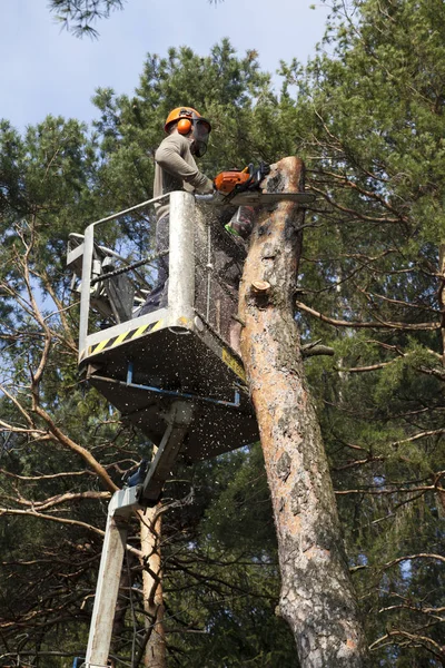 Two workers with a chainsaw trimming the tree branches on the high Hydraulic mobile platform and cut down a tree.