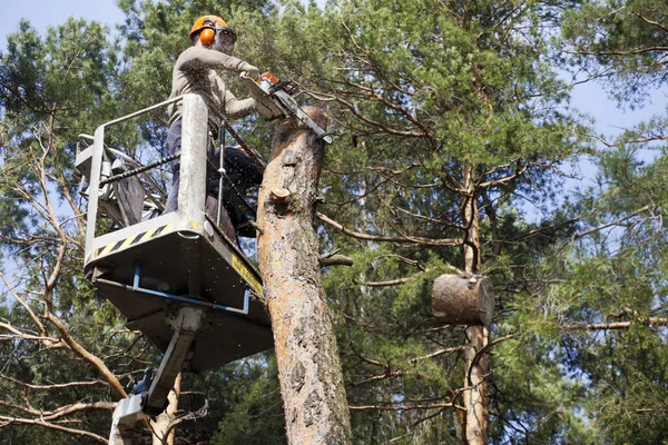 Two workers with a chainsaw trimming the tree branches on the high Hydraulic mobile platform and cut down a tree.