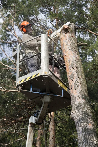 Two workers with a chainsaw trimming the tree branches on the high Hydraulic mobile platform and cut down a tree.