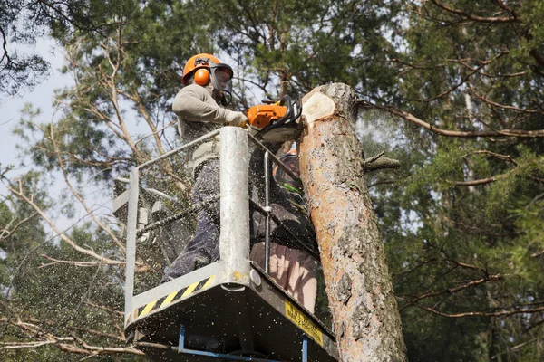 Two workers with a chainsaw trimming the tree branches on the high Hydraulic mobile platform and cut down a tree.