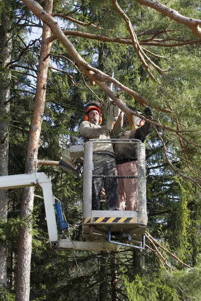 Two workers with a chainsaw trimming the tree branches on the high Hydraulic mobile platform and cut down a tree.