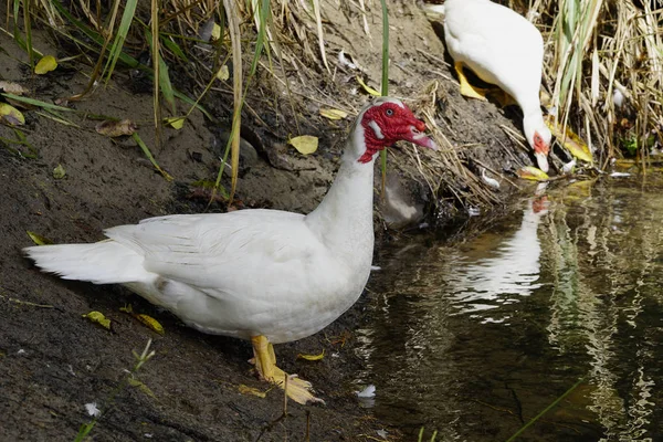 White Duck Pond — Stock Photo, Image