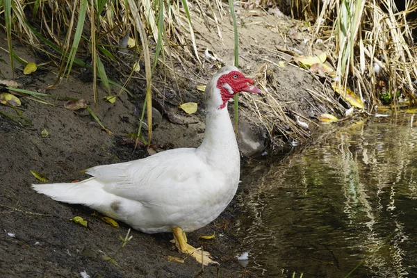 Large White Duck Pond — Stock Photo, Image