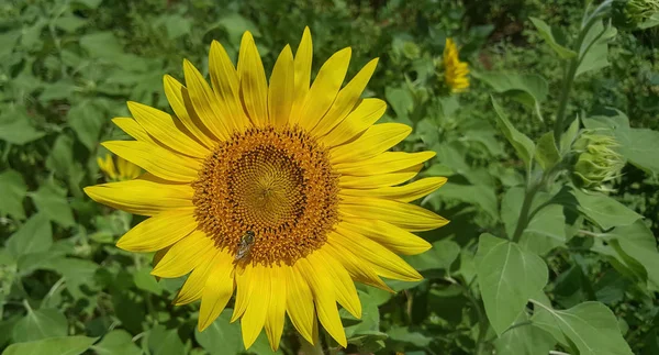 Bright Yellow Sunflowers Bee — Stock Photo, Image