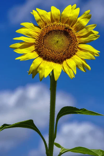 Nahaufnahme Einer Einzigen Hellen Sonnenblume Mit Einem Himmelshintergrund — Stockfoto