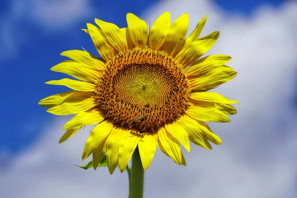 Einzelaufnahme Einer Sonnenblume Mit Himmel Und Wolken Hintergrund — Stockfoto
