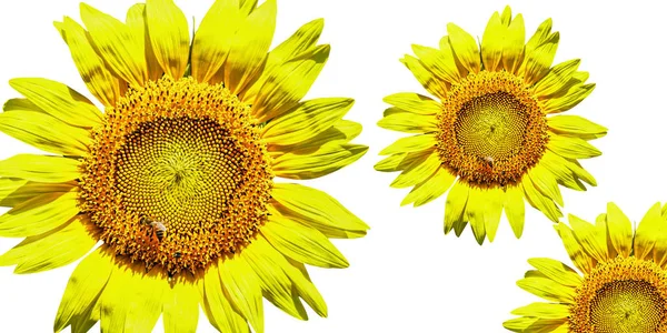 Three Bright Sunflowers White Background — Stock Photo, Image