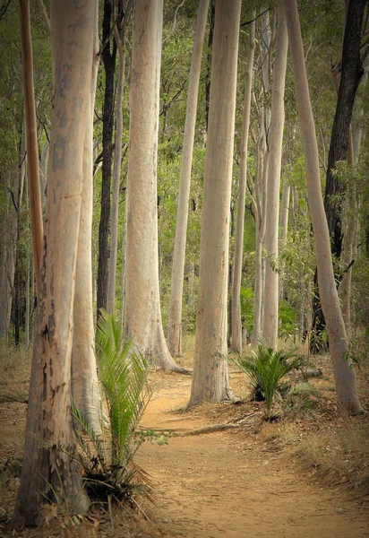 Carnarvon Gorge Skog Australien Och Vandringsled Genom Träden — Stockfoto