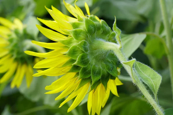 bright yellow sunflower back view with green background