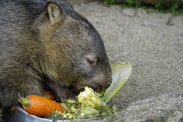 Australisch Buideldier Gemeenschappelijke Wombat Vombarus Ursinus Groenten Eten — Stockfoto