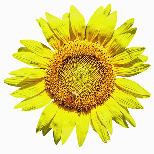 Schöne Sonnenblume Isoliert Auf Weißem Hintergrund — Stockfoto
