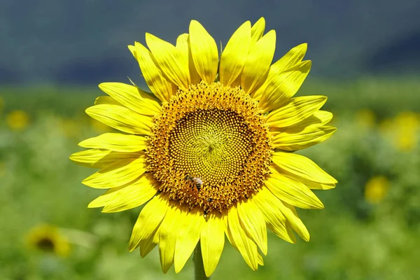 One Sunflower Closeup View One Bee — Stock Photo, Image
