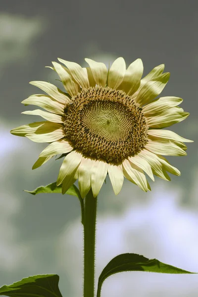 Einzelne Große Gelbe Sonnenblume Mit Stiel Und Blättern — Stockfoto