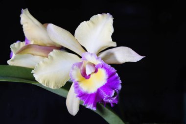 Mor ipucu orkide siyah bir arka plan ile güzel krem