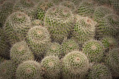Birbirine yakın büyüyen dikenli cacatus demet
