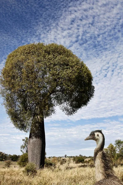 昆士兰瓶树与鸸鹋在内陆红树的前景 — 图库照片