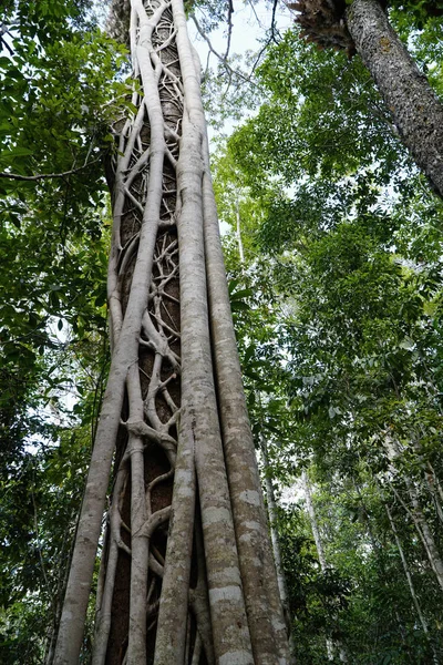 扼杀者树 在许多热带森林物种中都有共同的 生长习性 — 图库照片